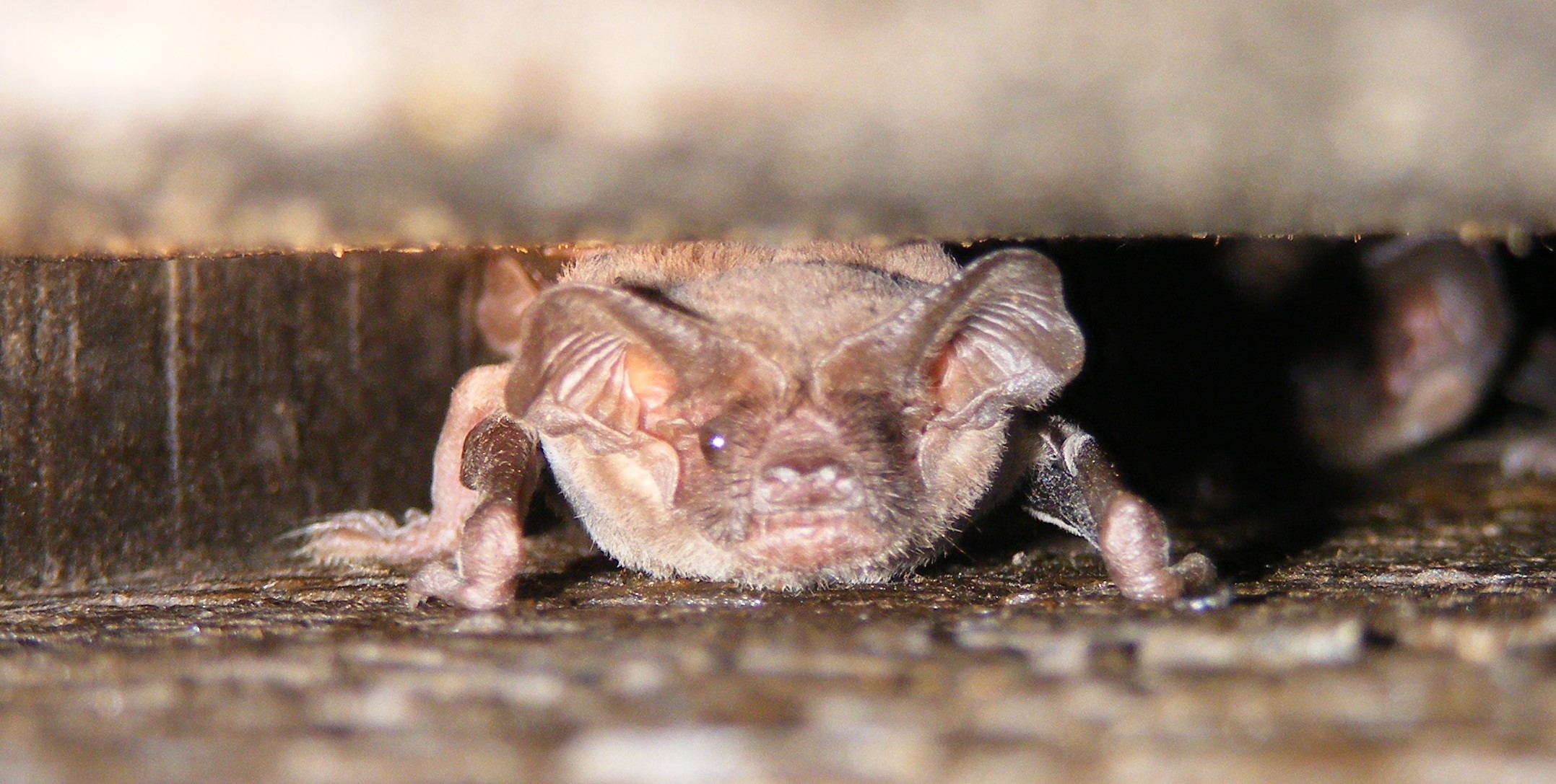 bat in crevice