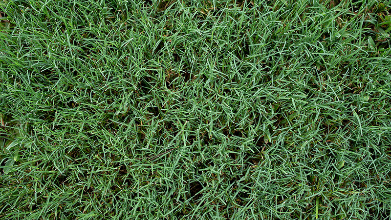 Bermuda grass