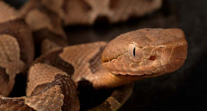 Southern Copperhead Snake