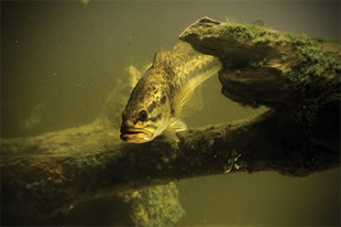 fish underwater