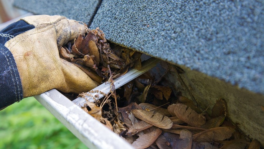 Yellow work glove pulling a handful of brown leaves from a roof gutter