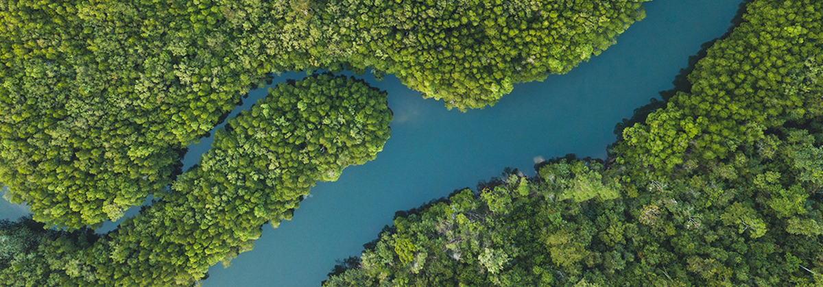 Aerial landscape of winding river in forest